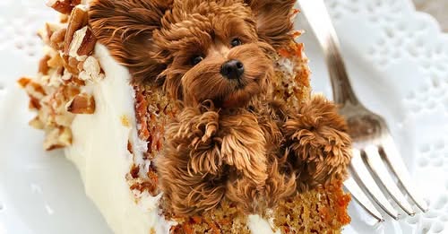 অদ্ভুত কিছু খাবার!! কুকুরের মত দেখতে!!!